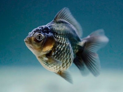 Lorem ipsum dolor sit amet, consectetuer adipiscing 1